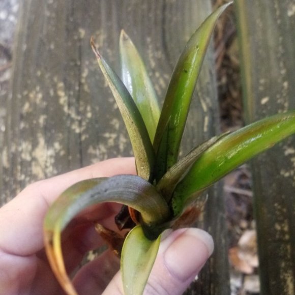 1 Pink Ornamental Pineapple Plant - Picture 3 of 6